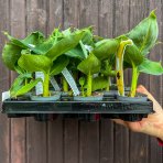 Banánovník obyčajný (Musa acuminata) - výška 10-20 cm, kont. P6